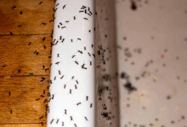 Reliable Jones Creek, TX Pest Control Solutions