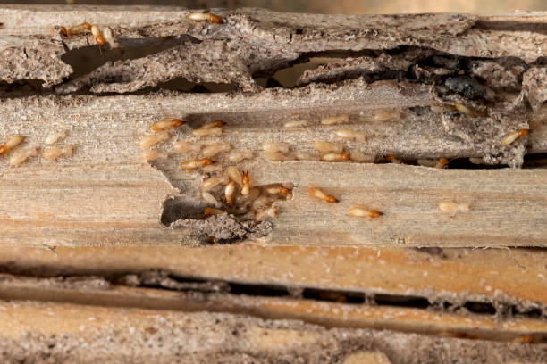 Best Wasp Removal Services  in Jones Creek, TX